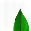 Leaf icon