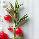 Natural ingredients like rosemary extract and vitamin E, representing natural preservatives.